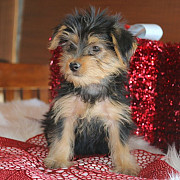 Yorkie puppy from Lincoln
