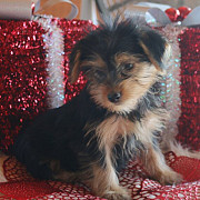 Yorkie puppy from Lincoln
