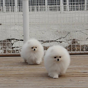 Beautiful & Cutest Male and female Pomerania puppies Los Angeles