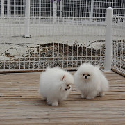 Pomeranian_dogs for adoption Phoenix