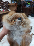Red fox taxidermy from Texas City