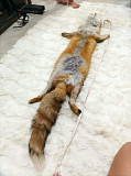 Red fox taxidermy from Texas City
