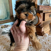 Teacup Yorkies Getting ready for new home weeks old Ottawa