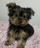 Teacup Yorkies Getting ready for new home weeks old Ottawa