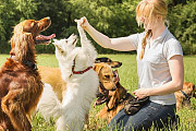 (FREE) Dog Training Bible: 2 Books in 1: Positive Training for Reactive Dogs Los Angeles