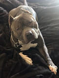 Pitbulls for sale from London
