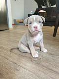 Pitbulls for sale from London