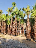 Palm trees and wasingtonia supplier and planter from Dubai