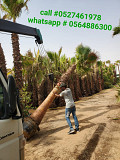 Palm trees and wasingtonia supplier and planter from Dubai