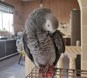 Congo African Grey Parrote Ready to Go McKinleyville