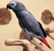 Congo African Grey Parrote Ready to Go McKinleyville