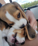 Cute Beagle Puppies Available El Paso