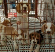 Cute Beagle Puppies Available El Paso