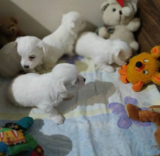 Cute Maltese Puppies Sacramento