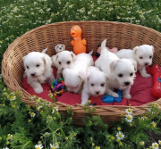 Cute Maltese Puppies Sacramento