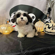 LHASA APSO from Augusta