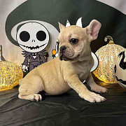 French Bulldog from Lincoln