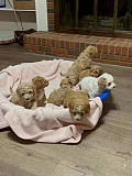 Puppies for sell from Fresno