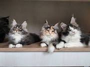 Fluffy mainecoon kittens Miami
