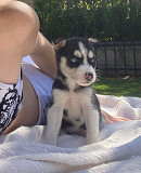 1 week husky mix. For sale! from Jackson