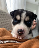 1 week husky mix. For sale! from Jackson