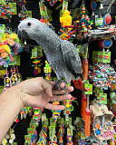 African grey for rehoming Sacramento