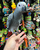 African grey for rehoming Sacramento