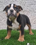 3 weeks old 2 English bulldog for adoption. from Lincoln