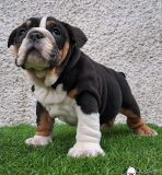 3 weeks old 2 English bulldog for adoption. from Lincoln