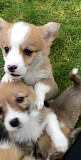 Pembroke Welsh Corgi Puppies from Wellington