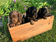 miniature dachshund puppies from Denver
