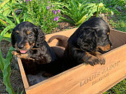 miniature dachshund puppies from Denver