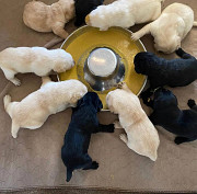 Labrador retriever puppies for Christmas Winnipeg