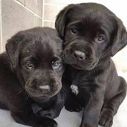 Labrador retriever puppies for sale Quebec
