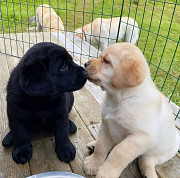 Labrador retriever puppies for sale Quebec