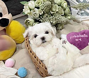 Cute Shih Tzu Puppies for sale from Albany