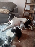Wonderful playful Great Dane puppies for sale New York City