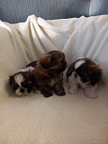 gorgeous shih tzu puppies for sale from Columbus
