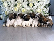 lovely shih tzu puppies for sale from Athens