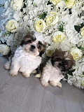 lovely shih tzu puppies for sale from Athens