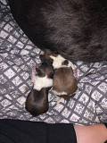 outstanding shih tzu puppies for sale from Lincoln Park