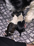 outstanding shih tzu puppies for sale from Lincoln Park