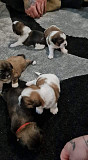 gorgeous shih tzu puppies seeking homes from Cambridge