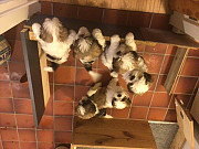 lovely shih tzu puppies seeking homes from Concord
