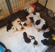 adorable imperial shih tzu puppies from Maryland City