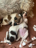 amazing imperial shih tzu puppies from Maryland Heights
