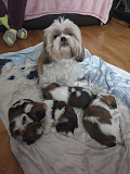 cute imperial shih tzu puppies from Wisconsin Rapids
