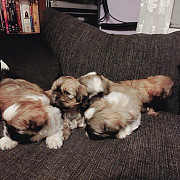 gorgeous imperial shih tzu puppies from Saint Paul