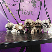 lovely imperial shih tzu puppies from Alabaster