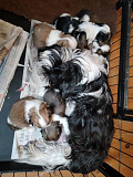 shih tzu puppies for sale from Amsterdam